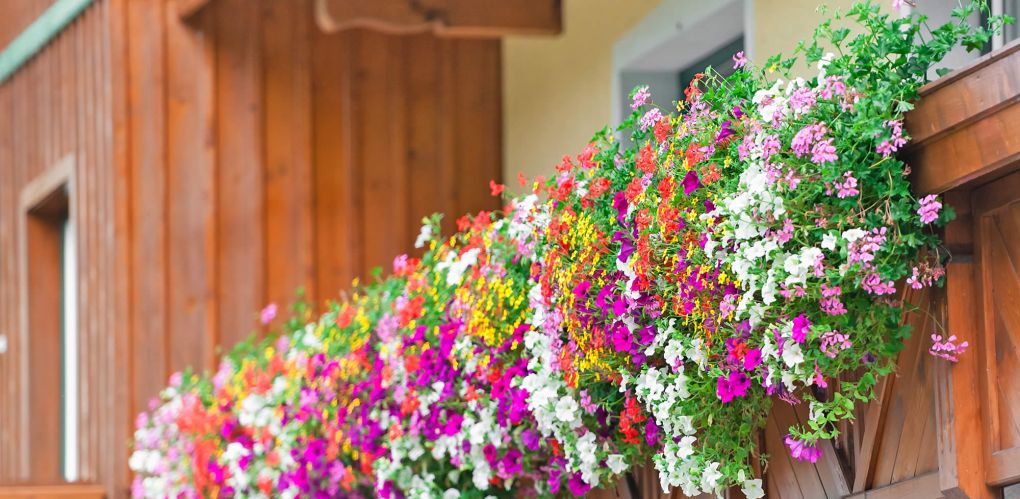 Wunderschöner Blumenschmuck beim Hotel-Garni Haus am Hammerrain in Flachau